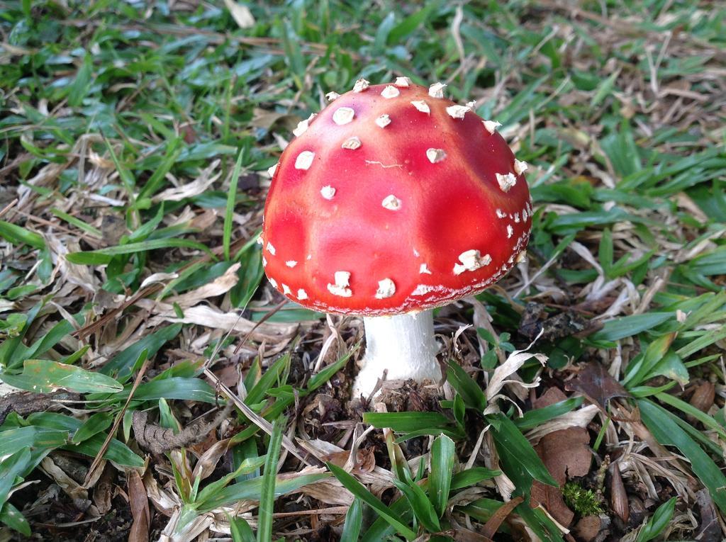 Filadélfia Hospedagens e Eventos Hotell São Bento do Sul Rum bild